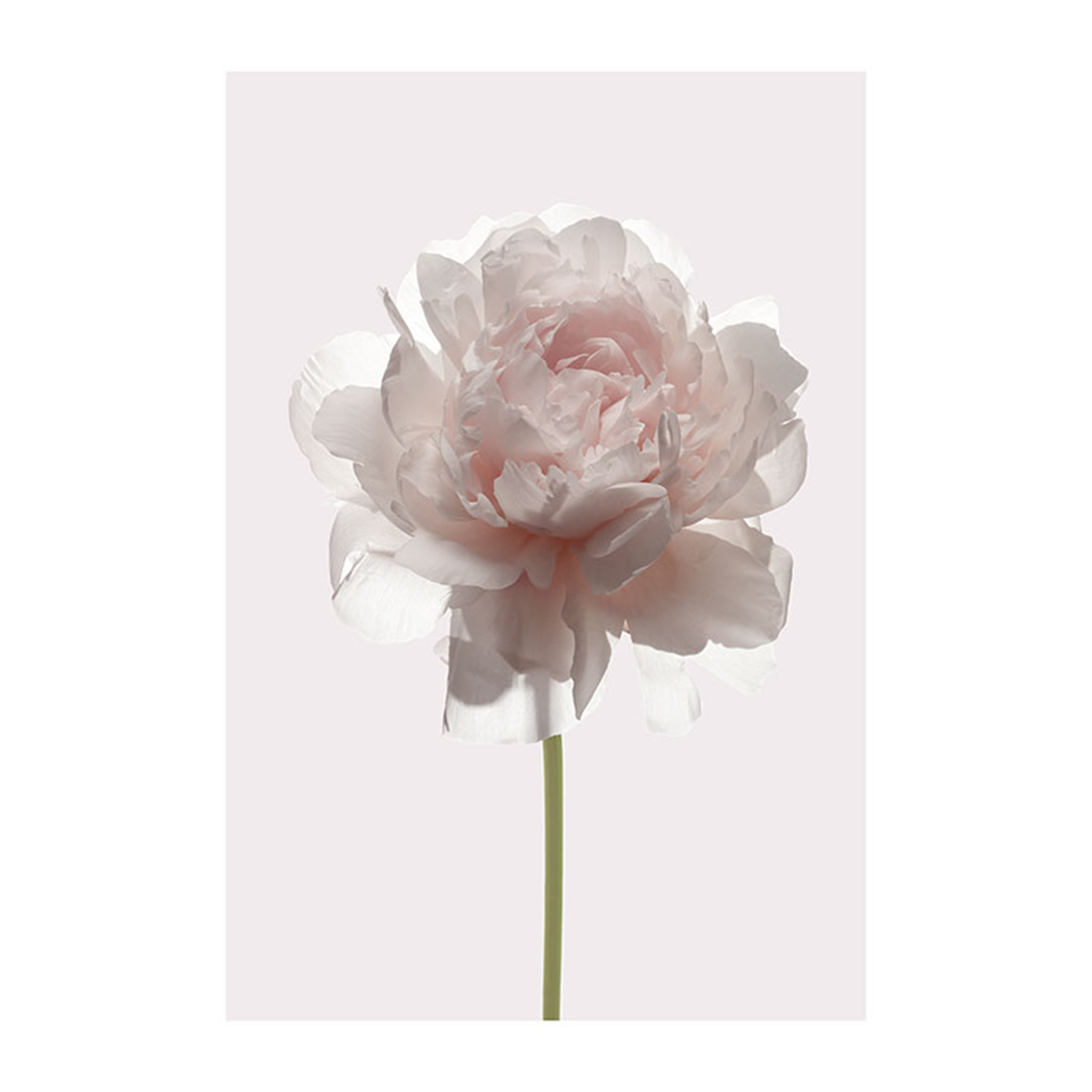 Wandbild ROSE - weiß-rosa-grün - 50x70 cm