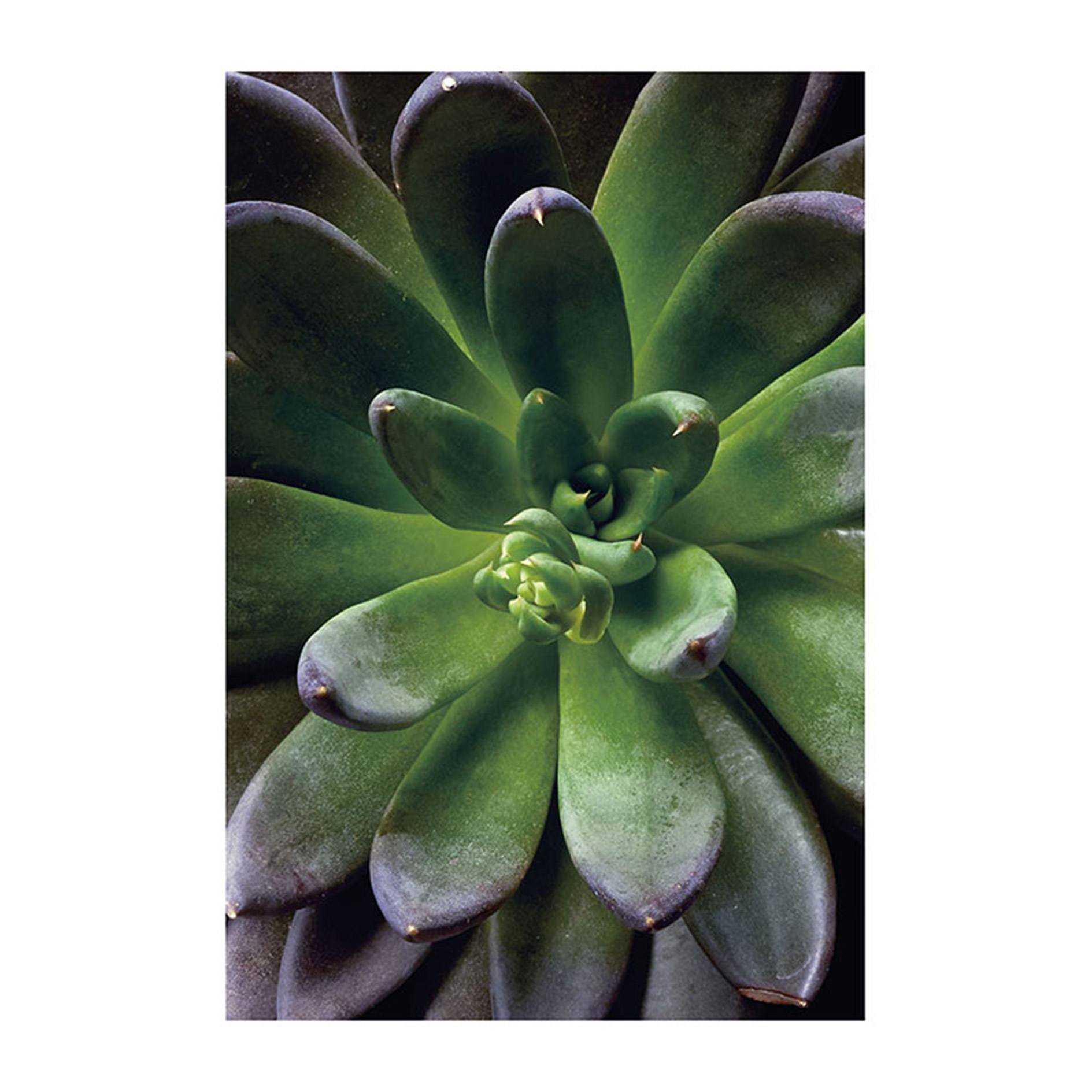 Wandbild SUCCULENT SINGLE - grün-lila - 50x70 cm