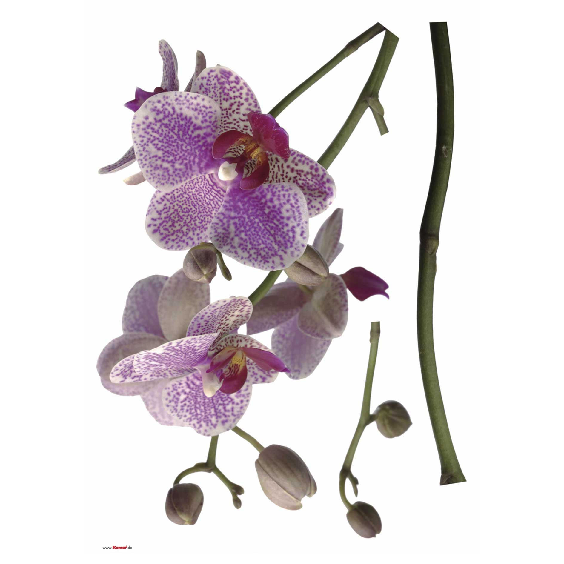 Wandtattoo ORCHIDEE - lila-weiß-grün - 100x70 cm