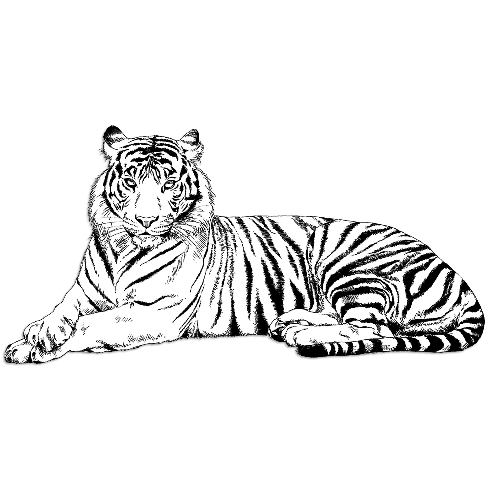 Wandtattoo - weißer Tiger - selbstklebend