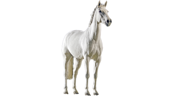 Rollf_Pferd2.jpg