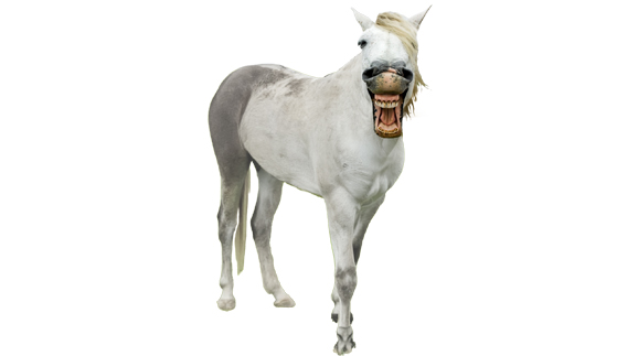 Rollf_Pferd1.jpg